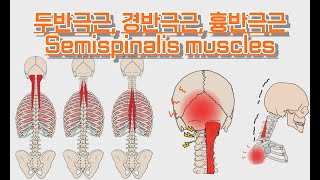 두반극근경반극근흉반극근Semispinalis muscles 완전 정복 [upl. by Grof]