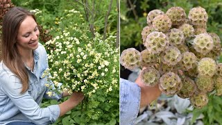 Sowing Saved Starflower Seeds amp Feverfew Inside  Scabiosa stellata  Northlawn Flower Farm [upl. by Medrek]