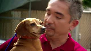 Welcome to Dog Whisperer With Cesar Millan  Official YouTube Channel [upl. by Enois887]