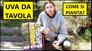 Come piantare la VITE DA UVA da tavola con le BARBATELLE  Tutorial Agricoltura [upl. by Freytag]