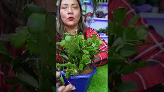 Truco para hacer florecer tu cactus de navidad plantas jardin flores [upl. by Tracie]