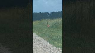 white tailed deer 🦌 running wild in north carolina wildlife deersighting deer july2024 [upl. by Llemor440]