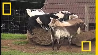 Fainting Goats  National Geographic [upl. by Aicertal]