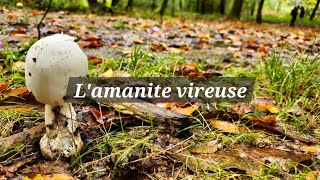 Lamanite vireuse [upl. by Sedruol934]