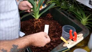 Re potting a Paphiopedilum orchid and introduction to Paphiopedilum roots [upl. by Groark]