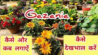 Gazania Plant  कैसे और कब लगाकरकैसे देखभाल करें [upl. by Root77]