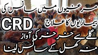 Treatment of chronic respiratory diseases in poultry مرغیوں میں سانس کی بیماریوں کا علاج [upl. by Yokum160]