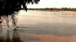 Nile Croc Limpopo River SAfrica Нильский крокодил р Лимпопо ЮАР 2210sp [upl. by Preston247]