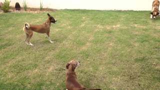 Cachorros brincando no jardim  Big  Laika  Neymar [upl. by Georg]