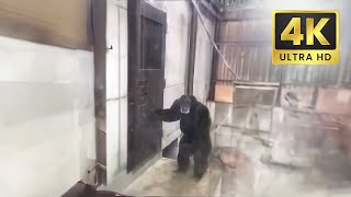 Monkey Furiously Knocking At Door Original 4K Meme [upl. by Arekahs]