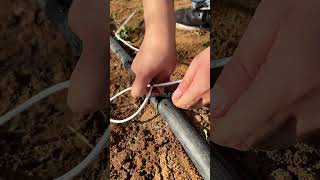 drip tape irrigation watering tape drip irrigation shorts subscribe tricks lifestyle landscape [upl. by Rebmaed]