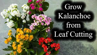 How to Grow Kalanchoe from Leaf Cutting  Full Guide [upl. by Turtle]