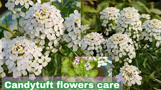 Candytuft flower plant care n grow tipsकैंडीटफ्ट फूल के पौधे की देखभाल कैसे करेIberis sempervirens [upl. by Townsend]