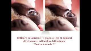 Modalità per applicazione collirio o pomata su animali domestici [upl. by Rodl]