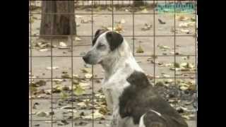 Azil quotRiskaquot Beograd  Animal shelter quotRiskaquot Belgrade [upl. by Enaffit]