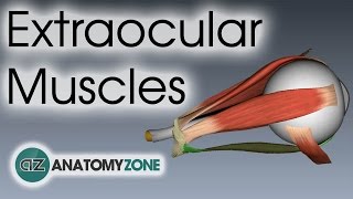 Extraocular Muscles  Eye Anatomy [upl. by Fachan953]