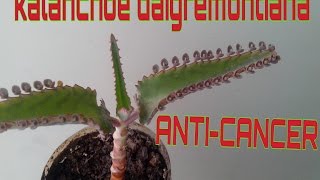 3 Formas De Reproducir El Kalanchoe Daigremontiana [upl. by Lirva]