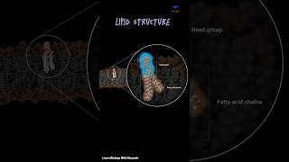 Lipid Structure Phosphate Fatty Acid amp cellular membrane  cytology [upl. by Eenhpad]