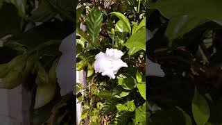 🌸 Cuidados de las Gardenias 🌼 gardenia flores shortsvideo [upl. by Kcirdneh258]