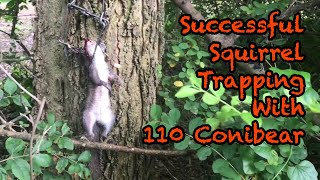 Successful Squirrel Trapping With 110 Conibear [upl. by Launam]