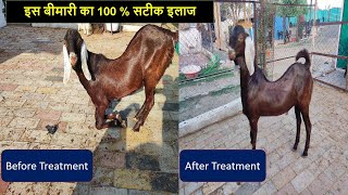 Knuckling problem l घुटने के बल चलना I How we successfully treat knuckling Goat  Gokulagronomics [upl. by Kcirej620]