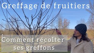 Greffage  Comment récolter et conserver ses greffons [upl. by Roeser153]