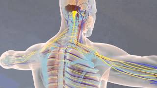 Of Anatomy and Physiology 2013  3D Animation [upl. by Eecal]