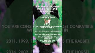 Year Of The Dog Chinese Zodiac numerology chinesezodiac astrology dog lawofattraction manifest [upl. by Eicyac627]