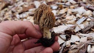 MORELS IN PAUL GAUTSCHIS ORCHARD 2019 [upl. by Nodarse908]