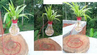 Chlorophytum comosum  Gardening Ideas  Live Plants  Spider Plant  Gardening  Creative Gardening [upl. by Yssak]