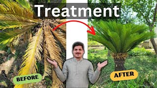 Kangi Palm  Sago Palm  How to Grow Care amp Tips to Convert Yellow Leaves into New Leaves  Palm 🌴 [upl. by Irrek]