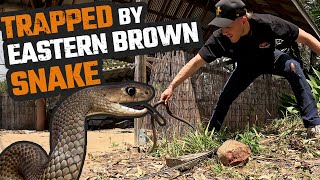 CORNERED BY AUSTRALIAS DEADLIEST SNAKE  EASTERN BROWN SNAKE CATCH [upl. by Zorana]