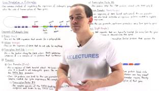 Gene Regulation in Eukaryotes [upl. by Trev]