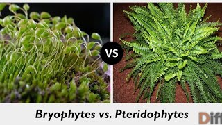 Bryophytes and Pteridophytes  Difference between Bryophytes and Pteridophytes [upl. by Susejedairam]