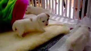 Renaissance Coton de Tulear puppies [upl. by Anavoj844]