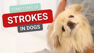 Symptoms of Strokes in Dogs [upl. by Margo]