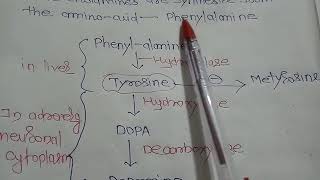 Synthesis of Catecholamines [upl. by Edelsten]