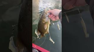 Fall Bass Fishing with the Alabama Rig [upl. by Enyalb]