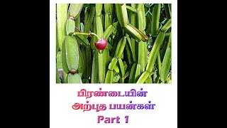 Health Benefits Of Pirandai in Tamil Part 1  Pirandai Health Benefits in Tamil [upl. by Savvas512]