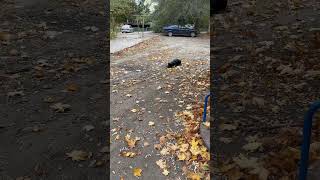 Осень 🍂 rottweiler rottwellier rottweil puppy смешноевидео собака питомец pets [upl. by Mayfield883]