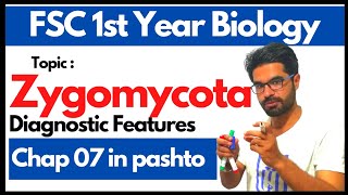 Zygomycota  Life cycle of mucor and rhizopus  11 biology chapter 7 in pashto [upl. by Auqinat]