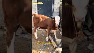 Simmental buqacha so‘raganlar uchun sotiladi ☎️882077112 [upl. by Bertasi]