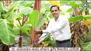 लाल केळी उतीसंवर्धन  डॉ संतोष सावर्डेकर । Red Banana Tissue culture by Dr S V Sawardekar [upl. by Eboj]