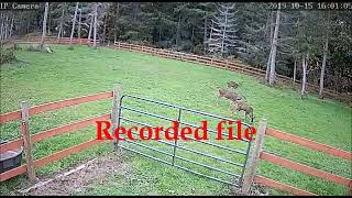 Barn pasture cam 2019 [upl. by Cleo]