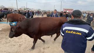 BIGGEST GIANT BULLS IN THE WORLD 2024 [upl. by Siurtemed]