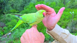 Ringneck Female Ready for Eggs 🥚  Green Ringneck Dancing [upl. by Amsirak]