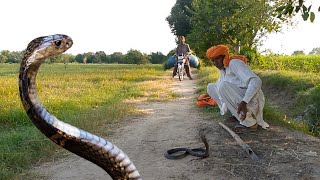 king cobra video king cobra rescue in india  jogi snake  attack king Cobra  J9 Plus tv [upl. by Aseeram34]