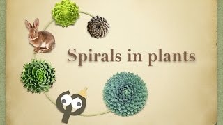 Spirals and golden ratio in plants  physics of Fibonacci Number [upl. by Enybor576]