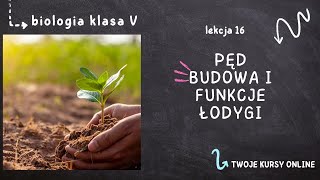 Biologia klasa 5 Lekcja 16  Pęd budowa i funkcje łodygi [upl. by Chaiken]