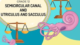 VESTIBULAR APPARATUS  Function of the semicircular canals and the utriculus and saccules [upl. by Enelrad]